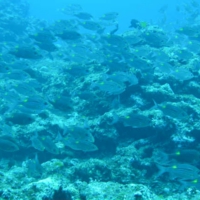 sdsc_0609.jpg